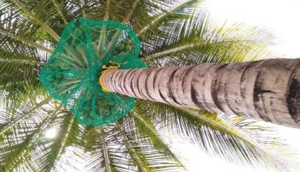 Coconut Tree Safety Nets